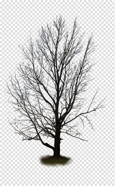 Tree Black Leafless Tree Transparent Background PNG Clipart HiClipart