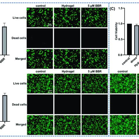 Cytotoxicity Of Berberine Loaded Cs Gp Sa Thermosensitive Hydrogel In