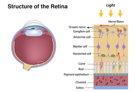 How Our Eyes Process Light The First Step Of Seeing