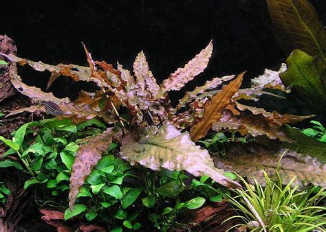 Криптокорина Вендта коричневая (Cryptocoryne wendtii brown) | АкваДомик