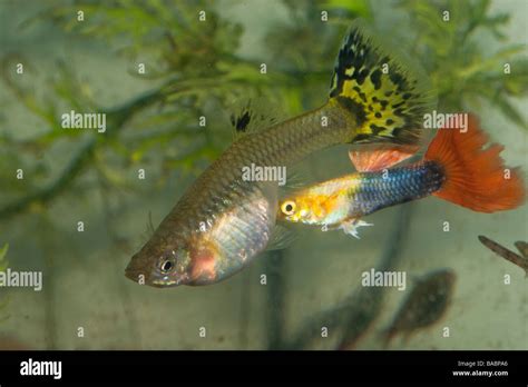 Small Male Guppy Bites The Abdomen Of A Pregnant Female To Induce Her