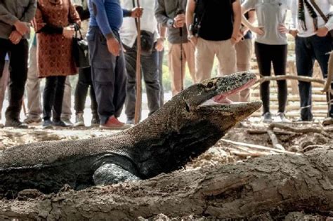 Protes Tiket Pulau Komodo Rp Juta Pelaku Wisata Di Labuan Bajo