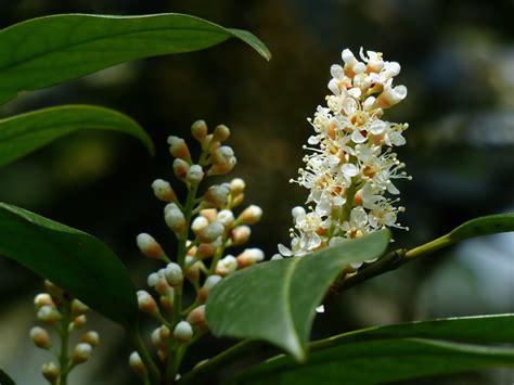 Free Images Tree Branch Blossom White Fruit Leaf Flower Bloom