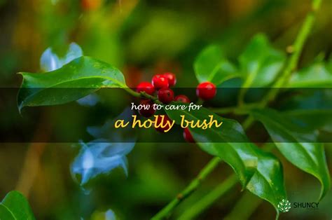 A Step-By-Step Guide To Caring For A Holly Bush | ShunCy