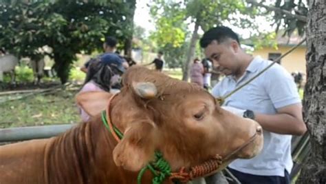 Ratusan Sapi Dilakukan Tindakan Preventif Mencegah Penyakit Cacingan