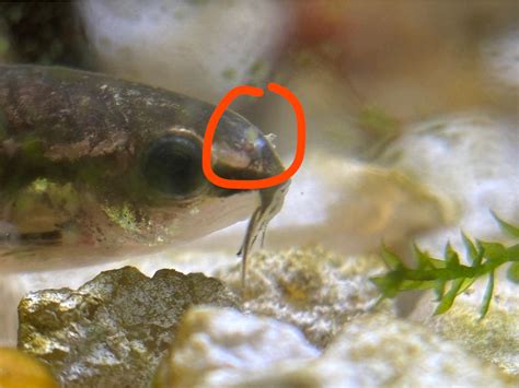 Spotted tiny white blobs. Fungal or? : r/corydoras