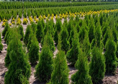 Emerald Green Arborvitae Spacing Planning Your Hedge For Optimal Growth