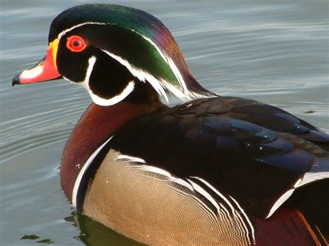 Duck8 | Pics4Learning