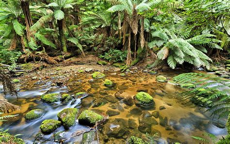 1280x768px | free download | HD wallpaper: Rainforest Creek Australia ...