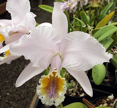 Sunset Valley Orchids Superior Hybrids For Orchid Growers