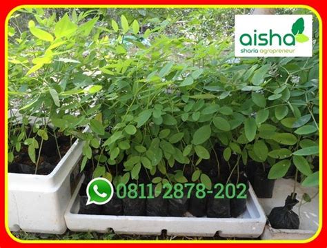 Jual Bibit Indigofera Malang Jual Bibit Indigofera Klaten