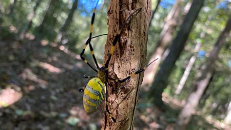 Joro Spiders Giant Venomous Flying Spider Spotted In Us States