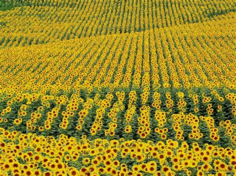 15 Most Picturesque Flower Fields In Te World