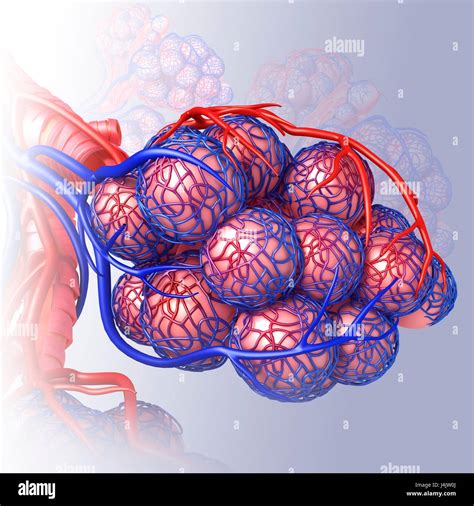 Illustration Of The Capillaries And Alveoli Of The Lungs Stock Photo