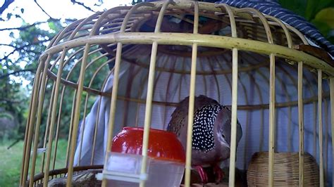 Cu Gay Moi Gian Canh U C L Ng Tr Ng Hai M Tr Ng Youtube