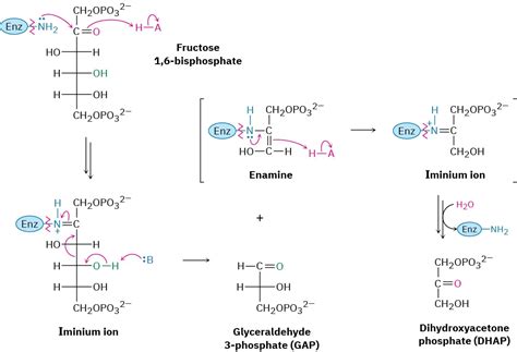 29 6 Catabolism Of Carbohydrates Glycolysis Chemistry Libretexts