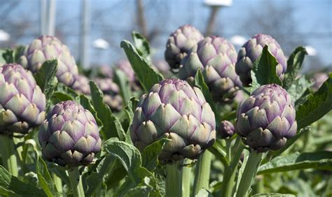 Growing Your Own Alluring Artichoke Plant The Habitat