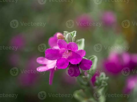 Close up Ash Plant, Barometer Brush, Purple Sage, Texas Ranger flower