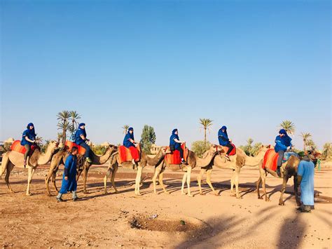 Sunset camel ride in the palm grove of Marrakech