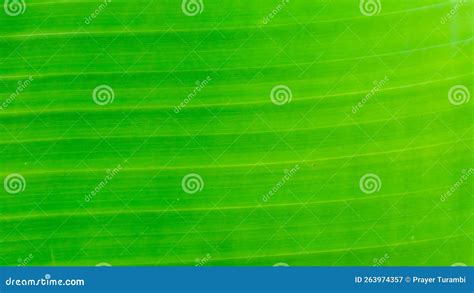 Textura Das Folhas Das Bananas Como Pano De Fundo Imagem De Stock