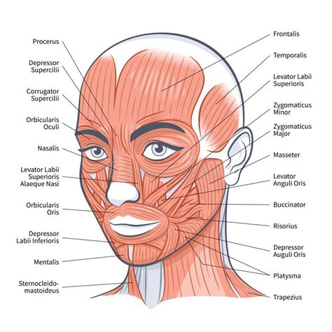 Esquema De Músculos Faciales Femeninos Ilustración Detallada Del Vector