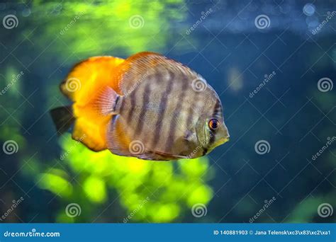 Symphysodon Known As Discus Is A Genus Of Cichlids Native To The