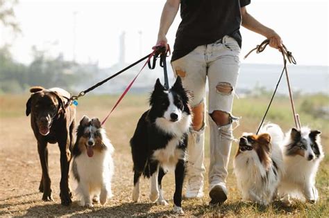 Guía para aprender a pasear con la correa suelta Happy Perros