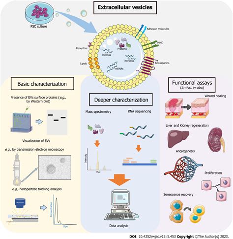 Human Pluripotent Stem Cell Derived Extracellular Vesicles From Now To The Future