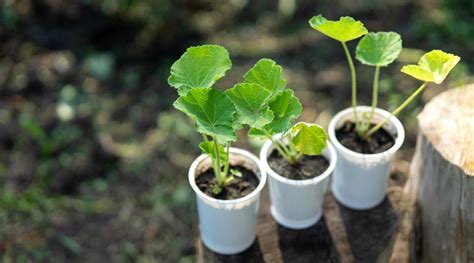 How to Grow Hollyhocks From Seed in 7 Simple Steps