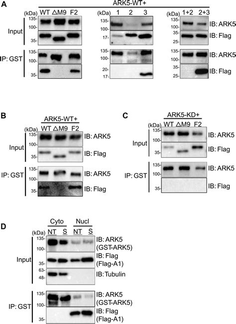 ARK5 Interacts With HnRNP A1 Via M9 Motif In The Nucleus A In Vivo