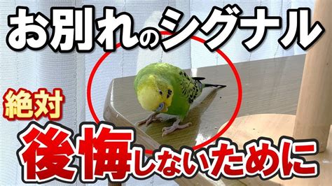 セキセイインコが亡くなる前に見せる最期のしぐさ セキセイインコ して