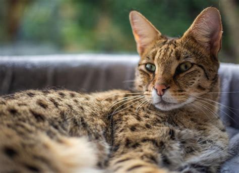 Savannah Cat Breed Health and Care | PetMD