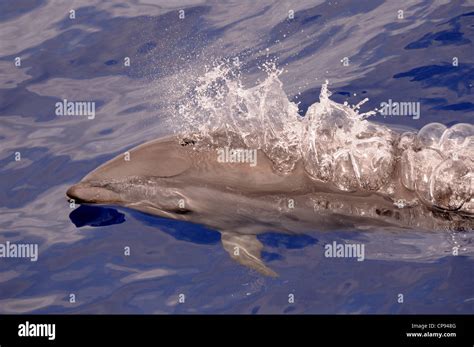 Frasers Dolphin Lagenodelphis Hosei Or Sarawak Dolphin Blowing At