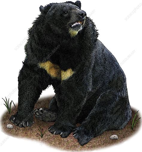 Asian Black Bear Illustration Stock Image C Science