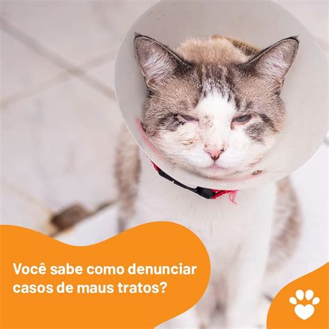 Catland Ado O De Gatinhos On Twitter O Decreto Lei