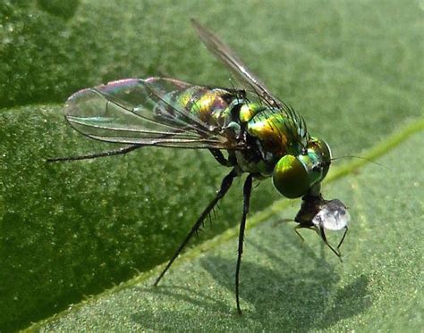 Long Legged Fly Condylostylus Mundus Bugguide Net