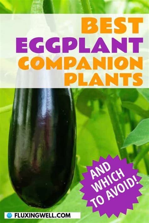 Eggplant Companion Planting Guide