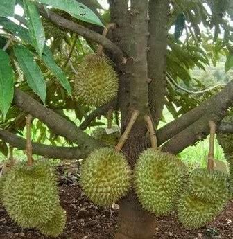 Cara Budidaya Durian Agar Cepat Berbuah