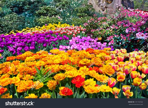 colorful tulips park spring landscape stock photo  shutterstock