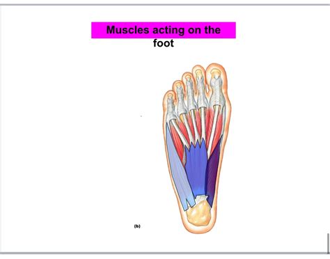 Muscles of foot: anatomy Quiz