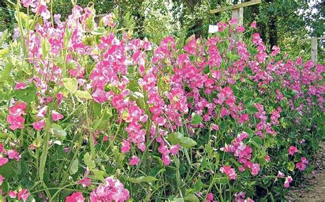 Get The Best Out Of Your Sweet Peas Telegraph