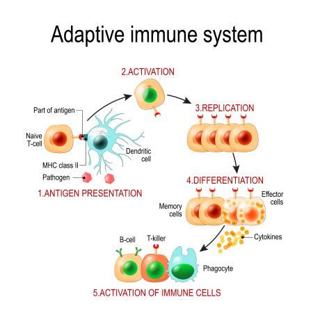 Quiz & Worksheet - Immune System Responses to Pathogens | Study.com ...