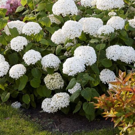 Hortensia Strong Annabelle Strong Annabelle Kopen Hydrangea