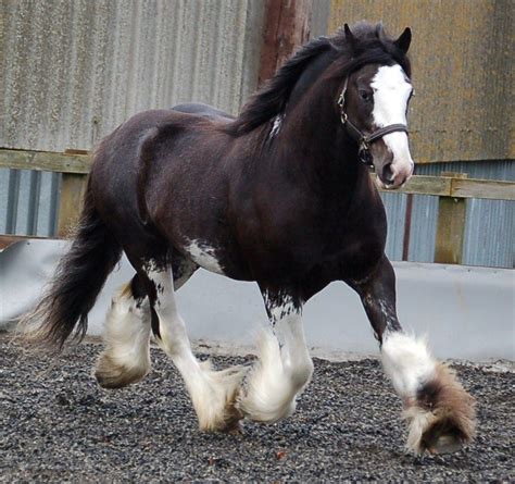 The Traditional Gypsy Cob Should Be A Strong Sturdy And Powerful Cob