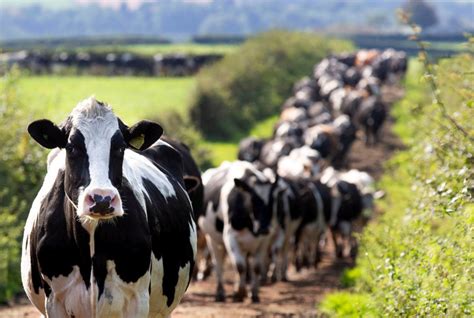 Ayrshire Dairy Farm Joins Ahdbs Strategic Network Farminguk News