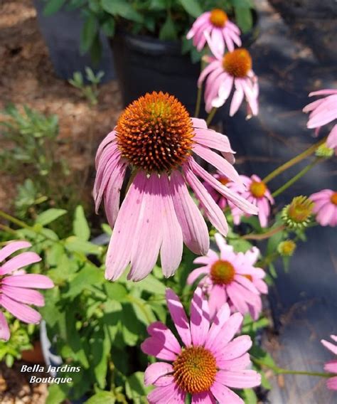 Purple Coneflower – Bella Jardins Boutique