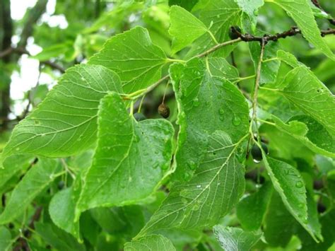 Celtis Occidentalis Windy City Windy City Common Hackberry The