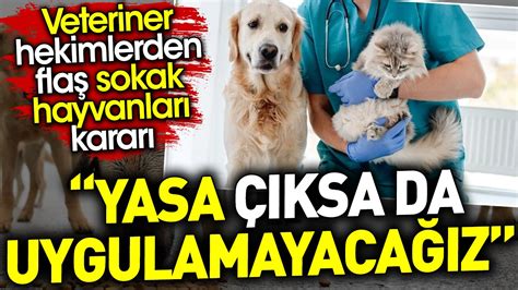 Yasa Ksa Da Uygulamayaca Z Veteriner Hekimlerden Fla Sokak