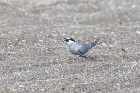 Aleutian Tern - Threatened, Endangered, and Diversity Program, Alaska ...