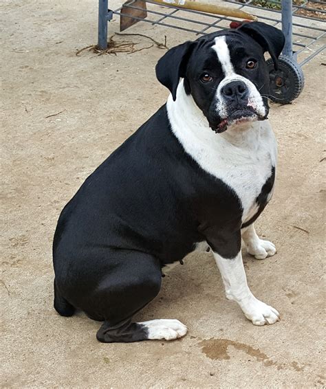 Akc Black Boxer Champion Boxer Puppy For Sale In Texas Boxer Breeder